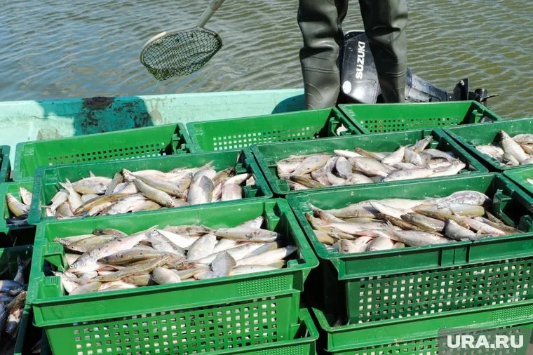 Пелядь ловят в озерах