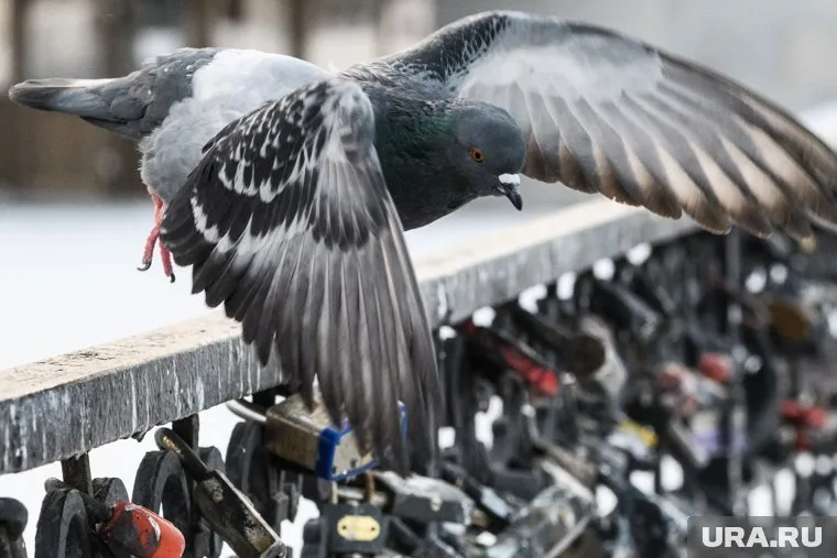 Замученный детьми голубь не смог летать
