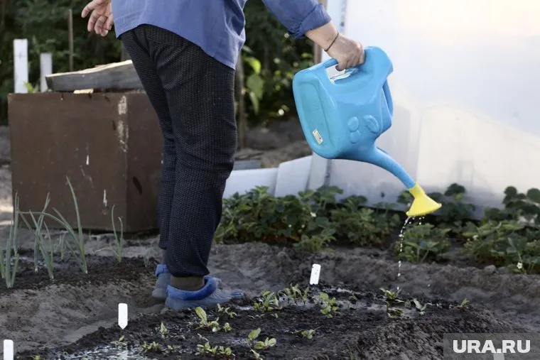 Вредители завелись на участке