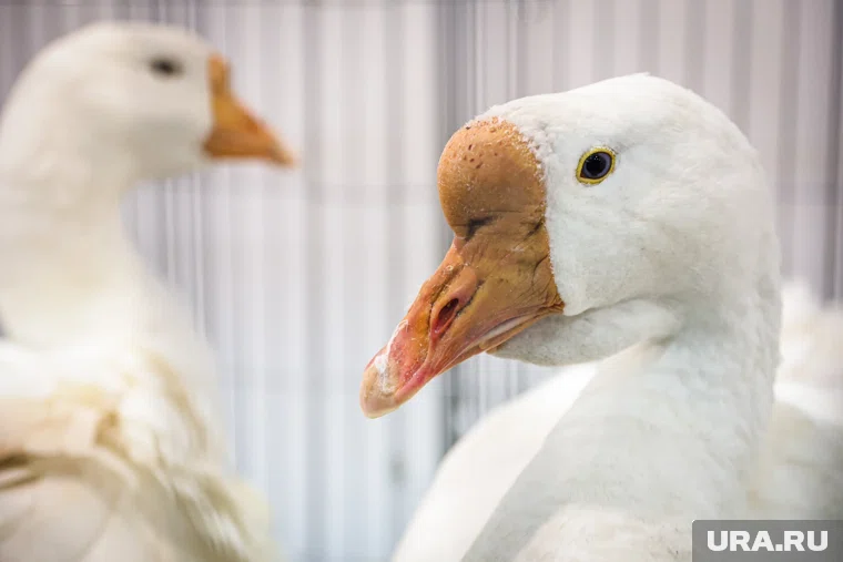 Гусь - главный герой праздника в пермской деревне в эту субботу