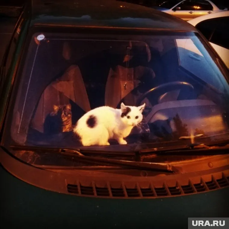 Котики хотели выбраться наружу, но не могли