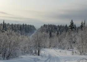 Поиски Усольцевых зашли в цифровой тупик: что известно о семье, пропавшей в тайге более 40 дней назад