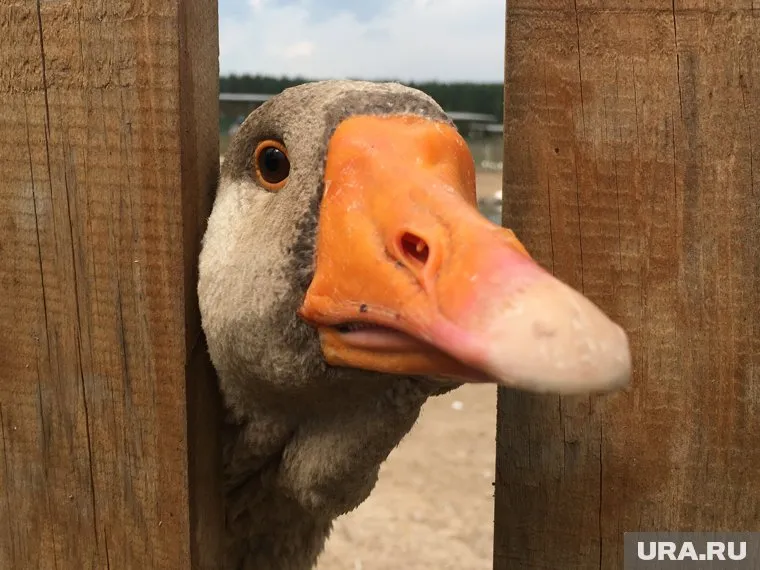 Мэр Охи, известный как рьяный защитник природы, попался на браконьерстве