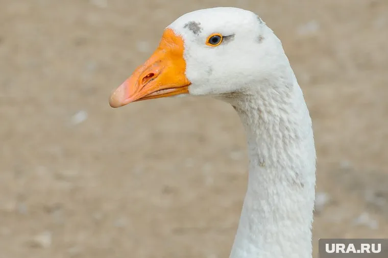 Пара шла по коридорам ТЦ в Тюмени вместе с животным