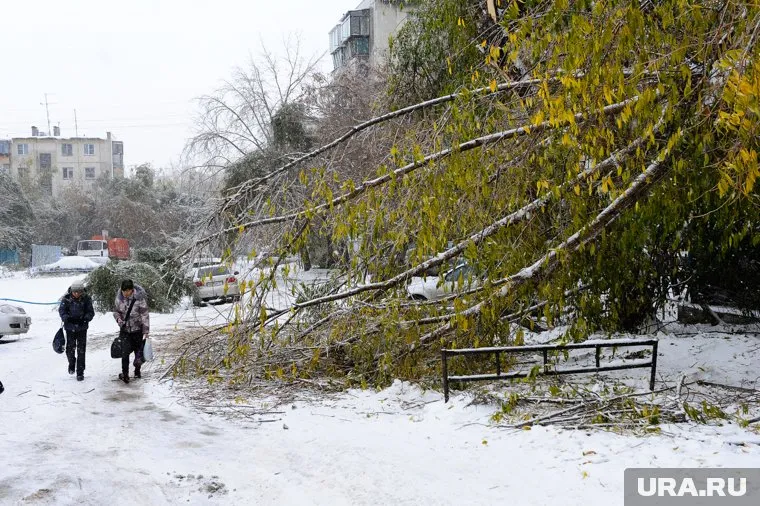 Упавшие ветки затрудняю передвижение по городу