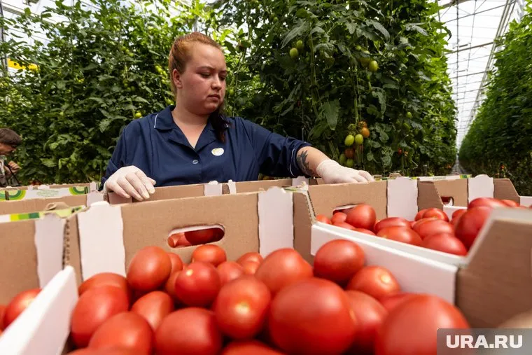 В тепличный комплекс Москвы требуются упаковщики томатов
