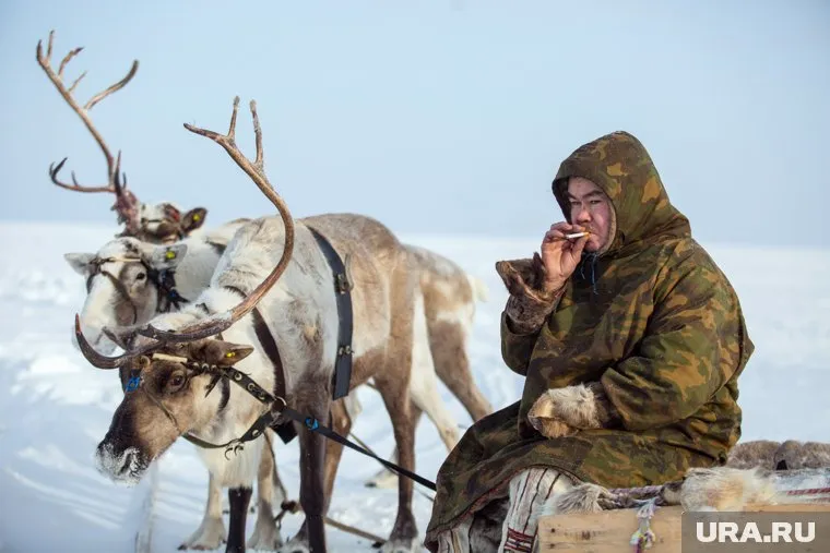 Коренному населению Ямала предрекли «вымирание»