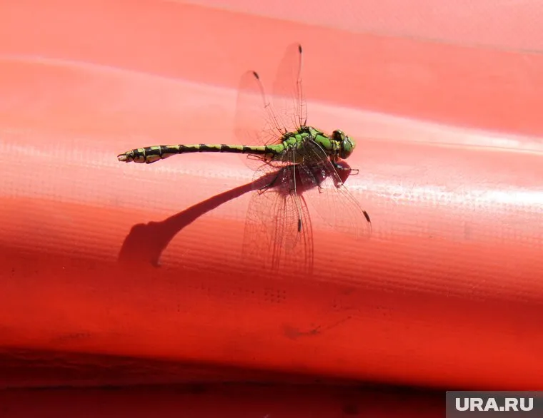 Стрекоз заметили 28 июля