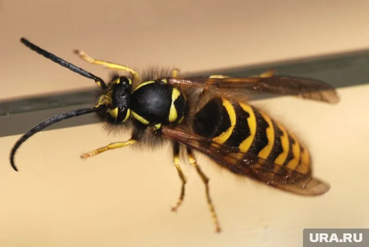 Оса стала завтраком президента