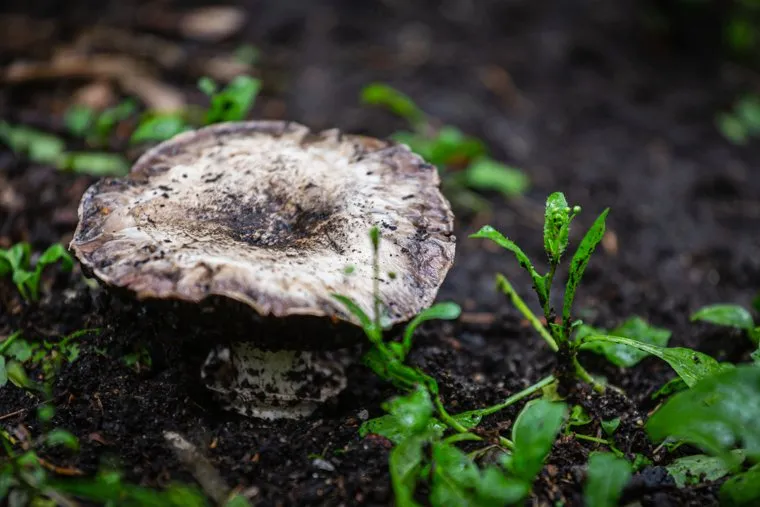 Грибы в Дендрологическом парке. Екатеринбург