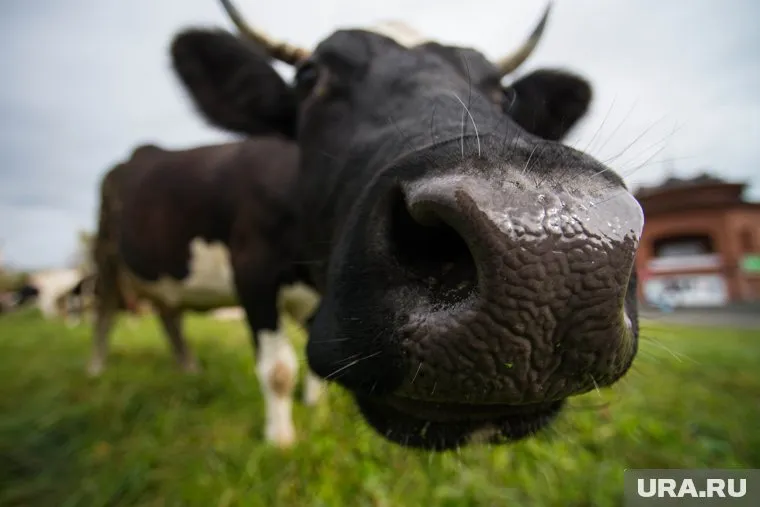 Сельхозпроизводителей Прикамья готовят к жестким условиям работы