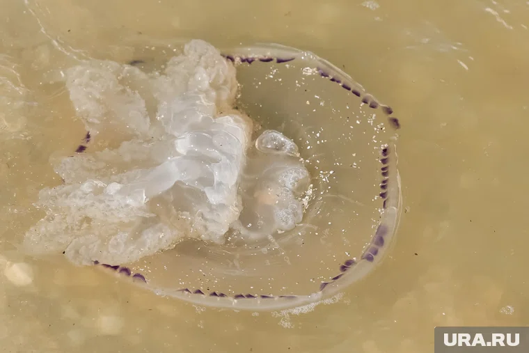 Медузы ужалили как минимум одну российскую туристку