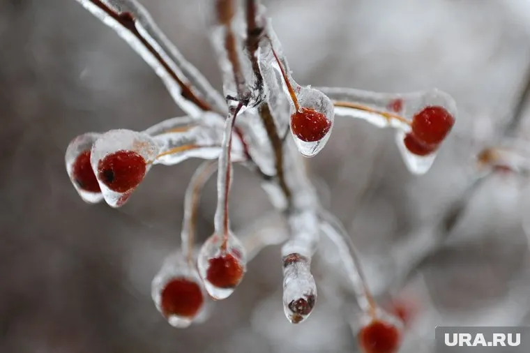 Температура ночью опустится до -2 градусов 