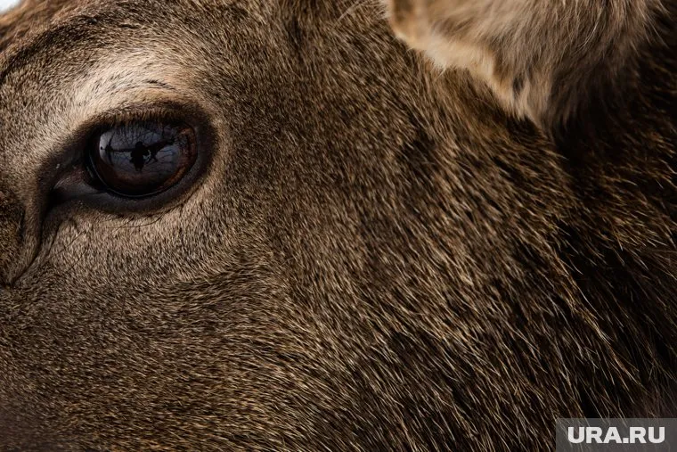 Олениху нашли мертвой