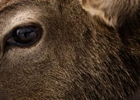 В Екатеринбурге на Эльмаше умерла сбежавшая косуля