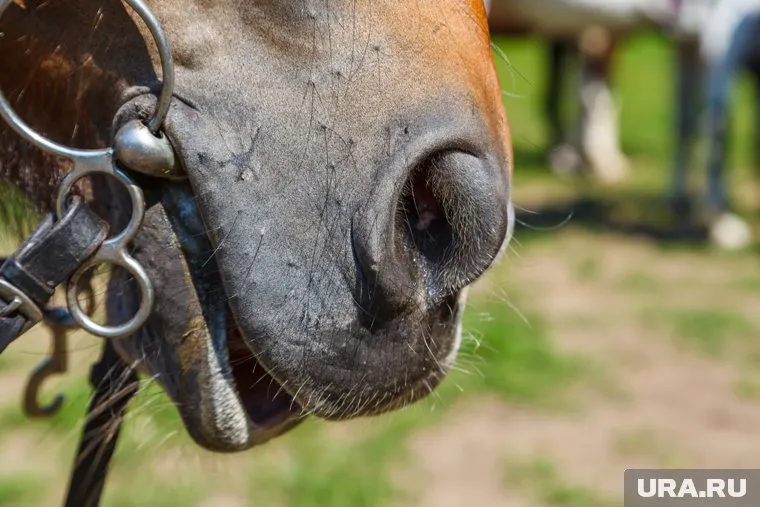 Путин подарил королю Бахрейна коня