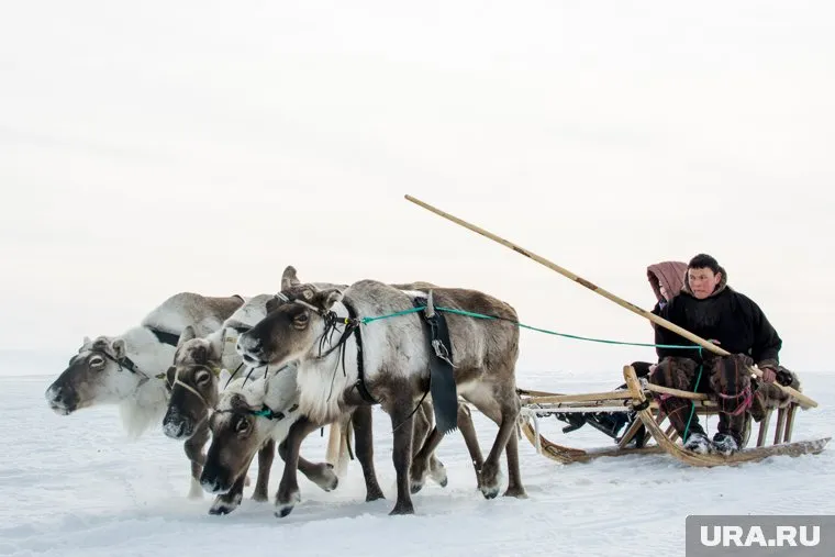 В суде пока не знают, когда назначат меру пресечения оленеводу, застрелившему двух менеджеров «Газпрома»