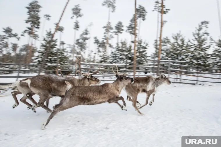 Ямальских оленей поместят в загоны, чтобы спасти от вымирания