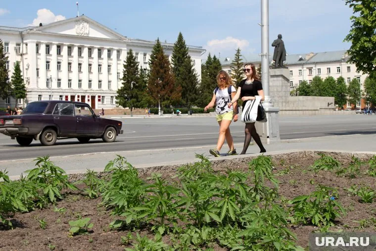 Конопля растет прямо на центральной площади