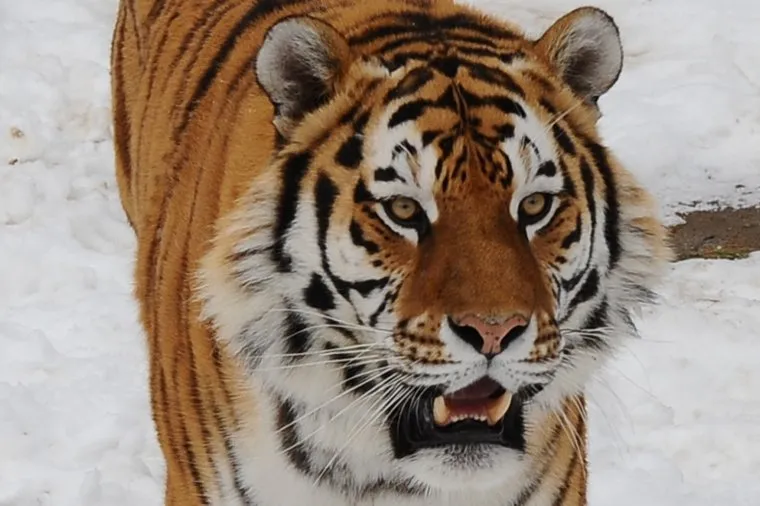 Челябинский зоопарк. Животные.Челябинск.