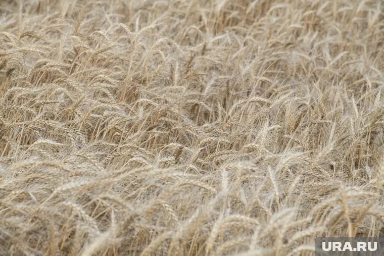 Договоренность об экспорте зерна сможет вернуть доверие отношениям Украины и России