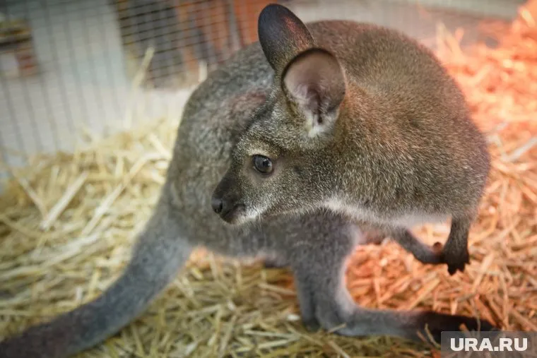 В Владимирской области задержан похититель кенгуру