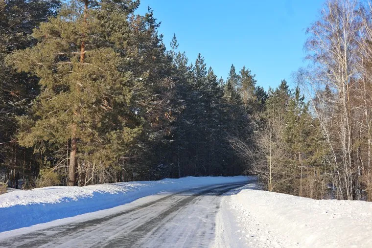 Лес, снег, собака. Курган