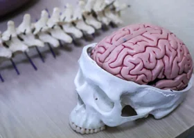 Российские ученые придумали, как разгонять эффективность мозга на 25%