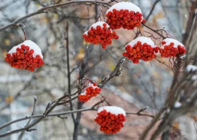 В Тюмень придут морозы до -17 градусов