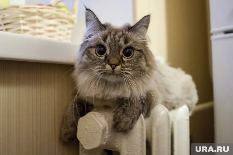 Россиянам должны обеспечить в квартире температуру не ниже 18 градусов