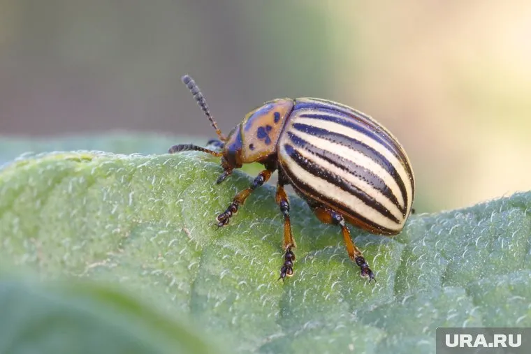 Колорадский жук опасен для многих растений
