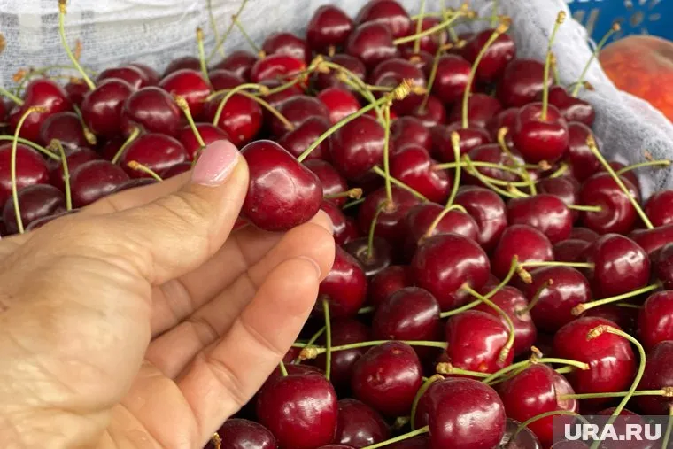 В Курганскую область из Азербайджана привезли зараженную черешню