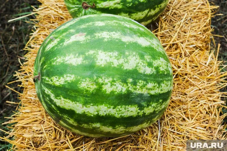 Миасские арбузы удобны тем, что их можно разрезать и съесть за раз