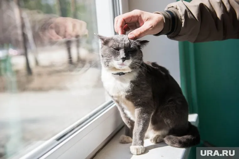 В Госдуму РФ внесен законопроект, запрещающий посещать магазины с кошками и собаками