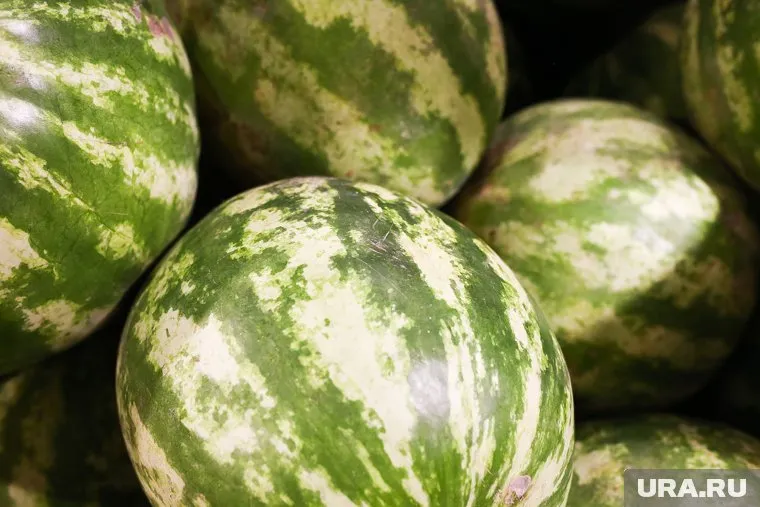 Водитель грузовика пытался провести в ХМАО партию нелегальных арбузов из Каазахстана