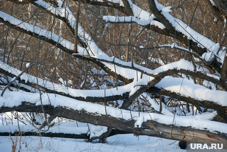 Из-за сильного урагана в Сибири падают деревья