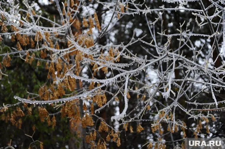 Курганцев ждут заморозки в ближайшие дни