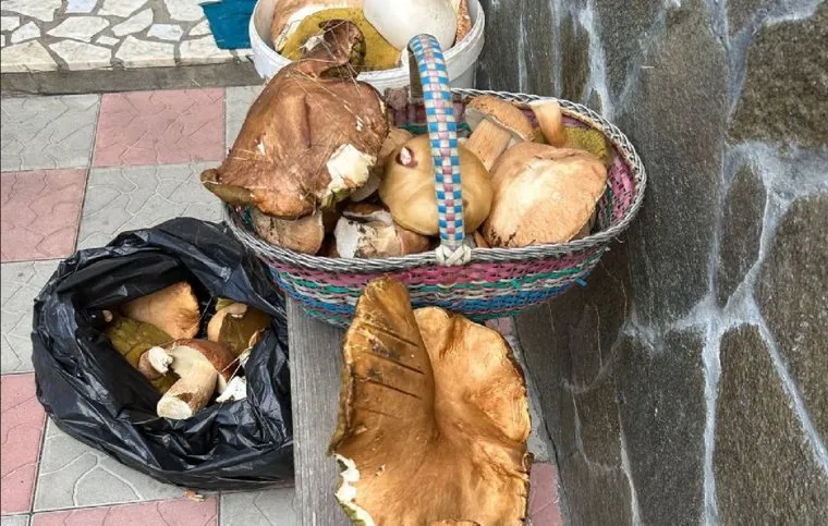 Гигантские грибы