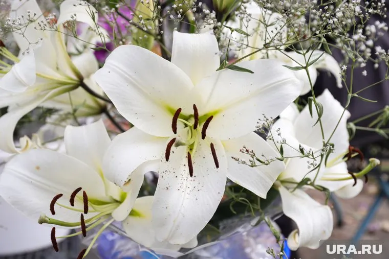 Жителям покажут, какие цветы и плоды выращивают садоводы