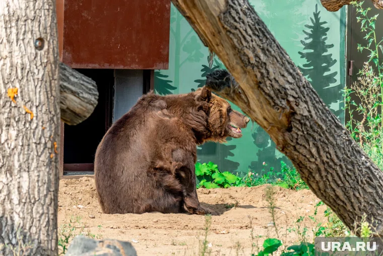 При атаке медведя не нужно притворятся мертвым