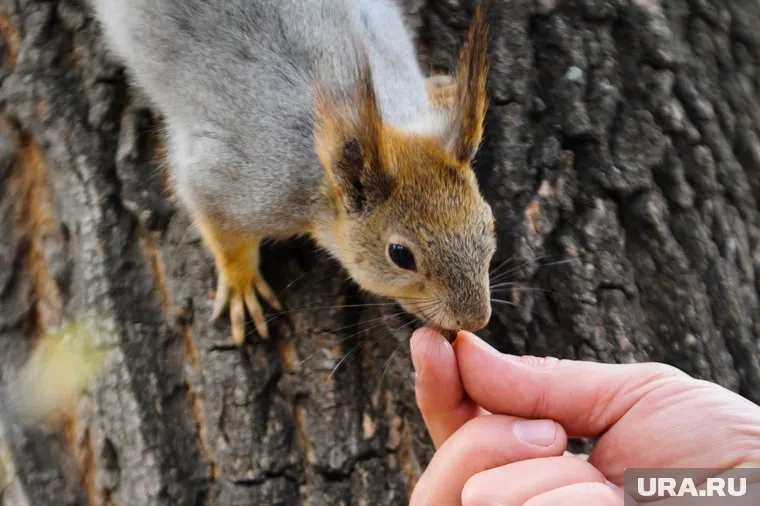 Белка. Челябинск