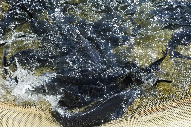 Рыбовод Лопатин ООО ЮРПартнер Челябинск, садок, рыба, осетр