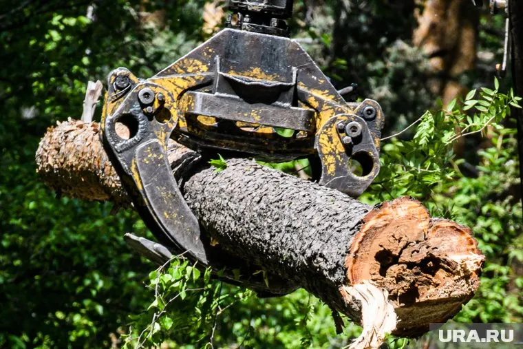 Рабочего раздавило упавшее дерево в ХМАО