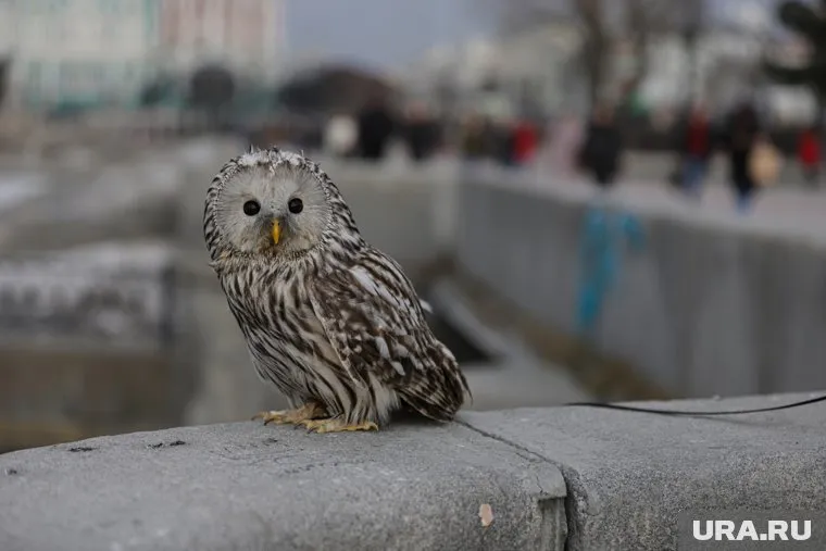 Сова прилетела на улицу Кирова