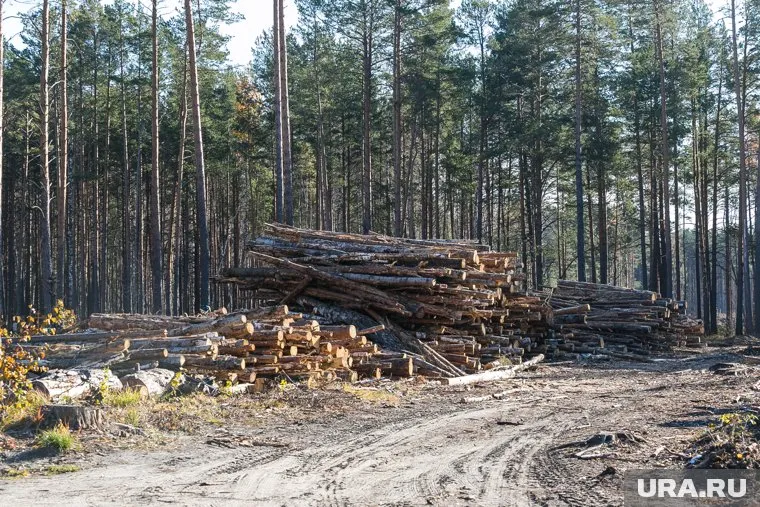 Трагедия случилась из-за нарушения безопасности при вырубке леса (архивное фото)