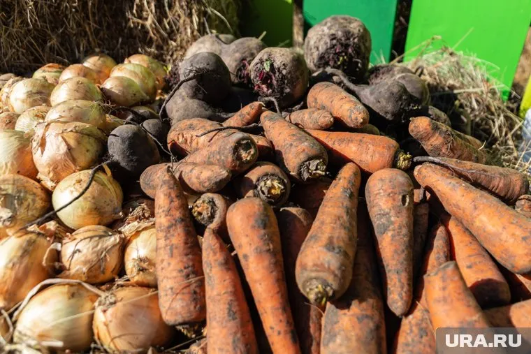 В магазины поставят свежие и консервированные овощи