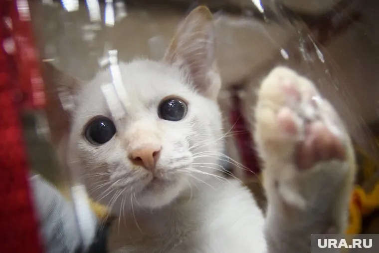 У российской кошки выявили коронавирус