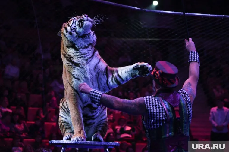 Братья Запашные сообщили, что человек должен использовать спецсредства для дрессировки животных