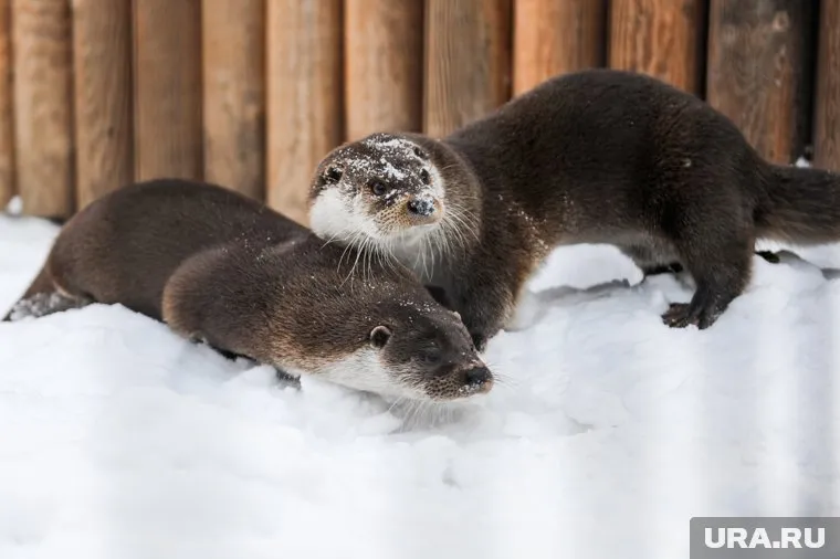 Выдры создают пару к сезону гона (архивное фото)