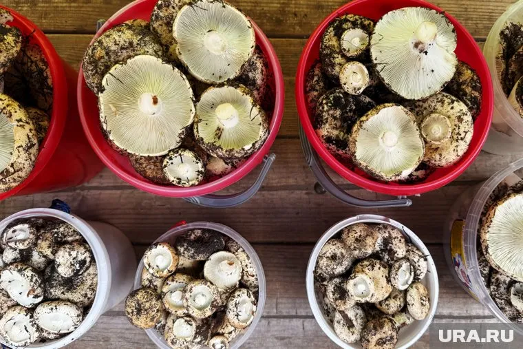 Грузди собирают в Курганской области